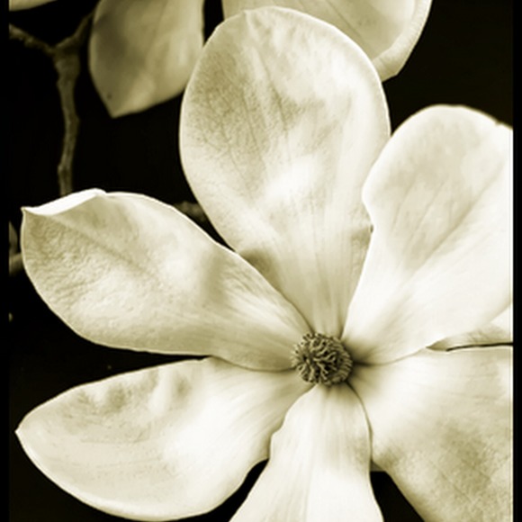 Meet your Posher, Lola - Picture 1 of 1